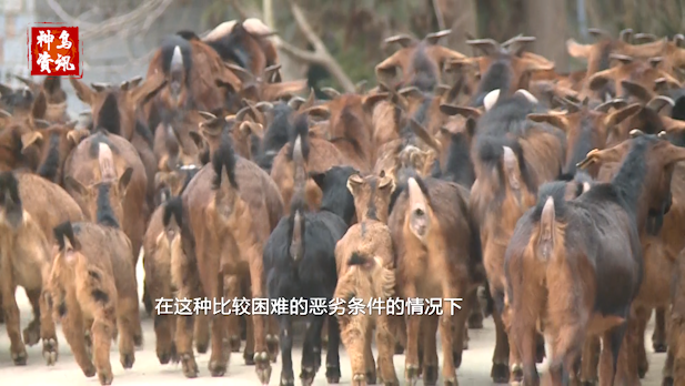 四川主播边界行丨修路架桥 大巴山人的小康之路越走越宽